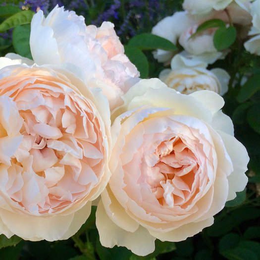 Roses with rounded blooms packed with many petals