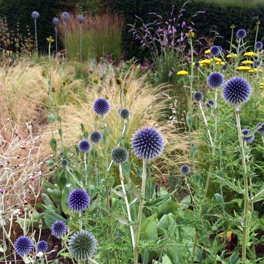 Blue thistle-like flowers in a garden