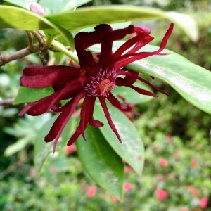 Maroon flower with narrow petals