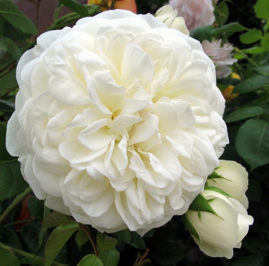 A creamy white rose with several buds