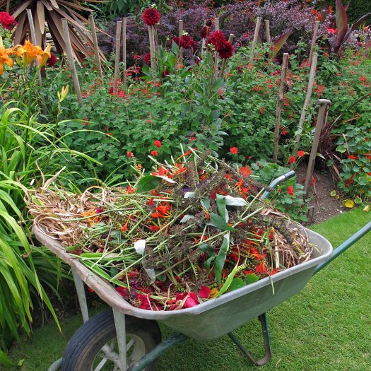 Foliage and flowers heaped in a wheelbarrow in a flower border