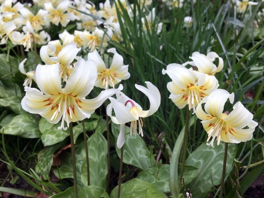Cluster of white and yellow flowers above botched leaves