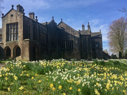 Yellow and cream daffodils in Houghton Tower's garden