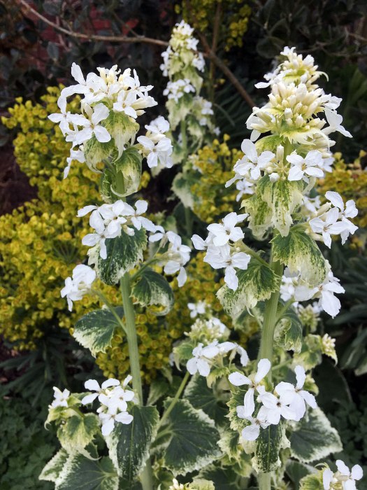 Plant with white-edged leaves and white four petalled flowers