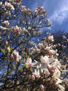 Looking up through the branches of a towering magnolia tree