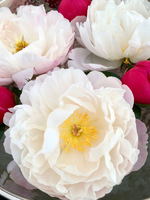 White peonies with coral pink buds