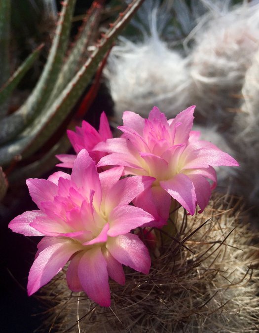 A small, spiny cactus with pink flowers