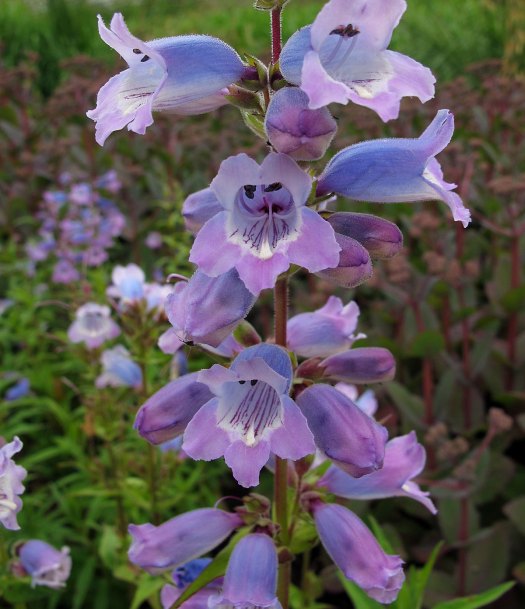 Spike of tubular shaped flowers with beelines