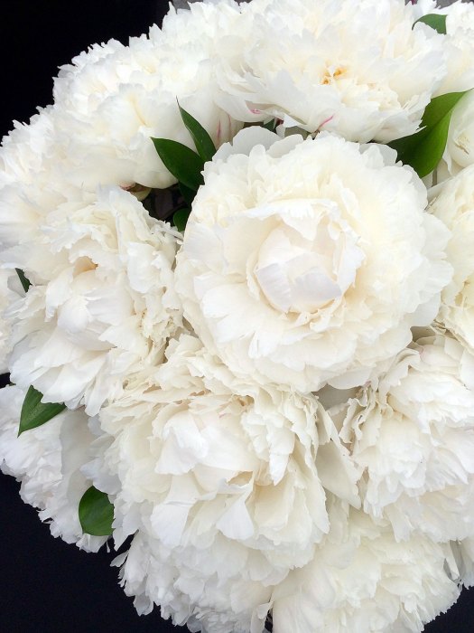 Close up of double peonies
