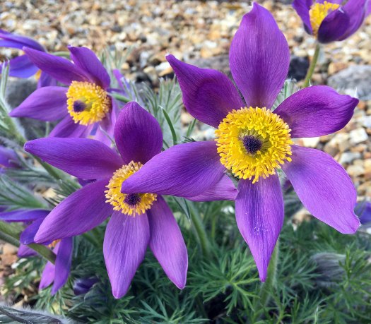Purple flowers with yellow stamens