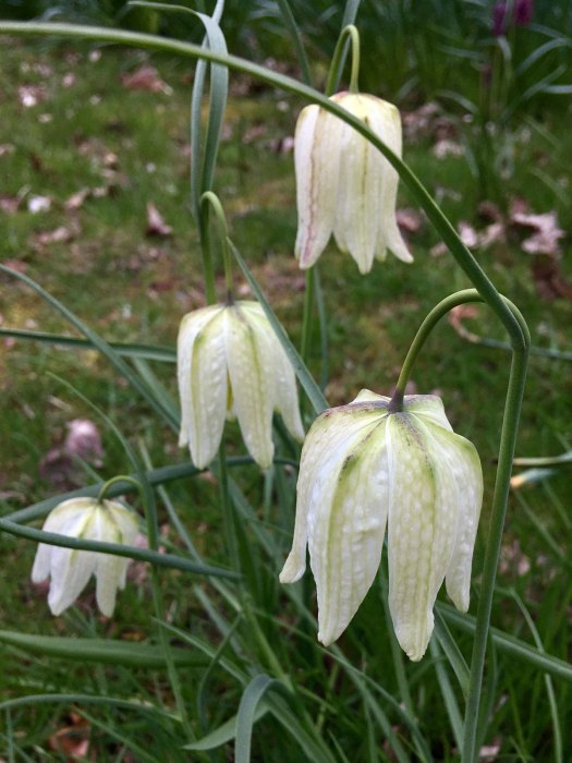 Bulb with bell shaped flowers