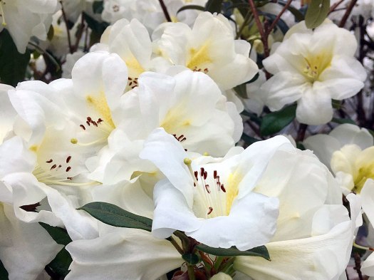 White rhododendron