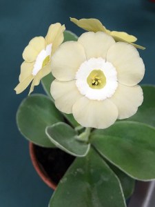 Pale auricula with a white central ring
