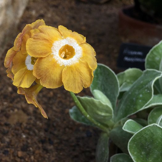 Yellow flower with white ring around the eye