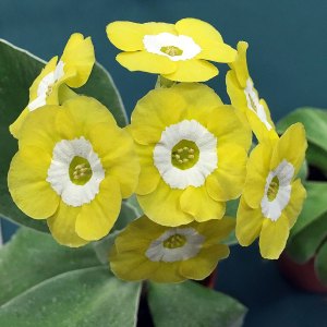 Pure yellow and white auricula