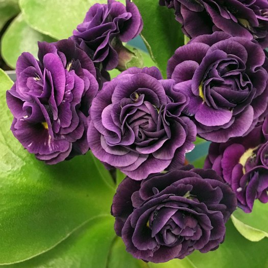 Bold purple double flowers