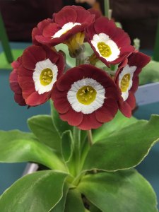 Dusky strawberry coloured auricula