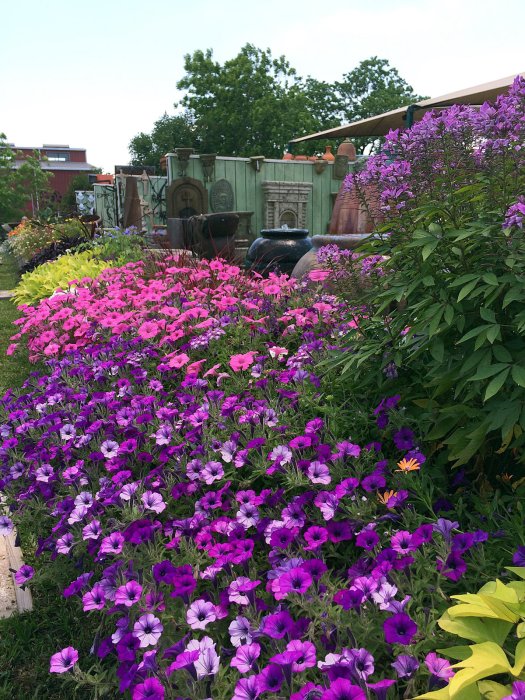 Colourful bank of petunias and annuals