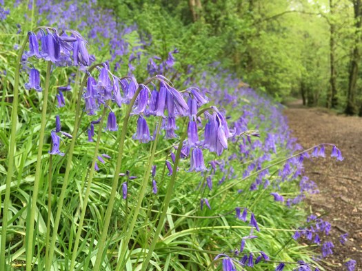 Bluebells along a path through a wood