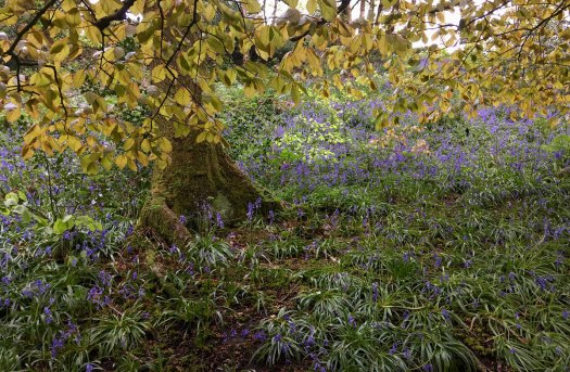 Leaves hanging over bluebells