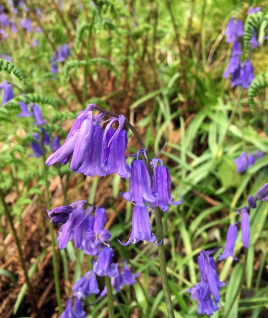 Bluebells growing with young ferns