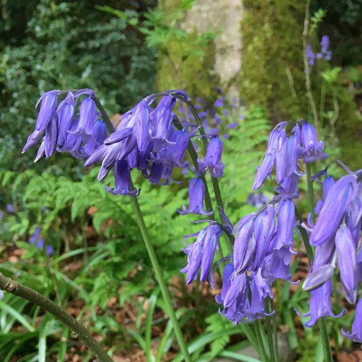 Close up of bluebells