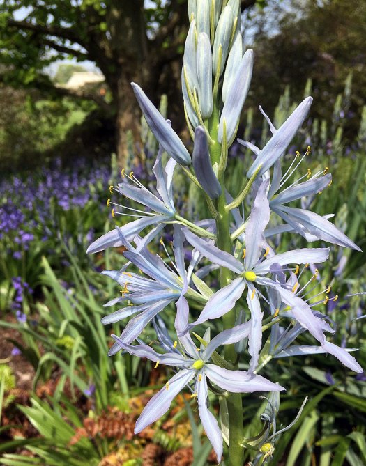 Spike of pale blue flowers