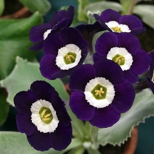 Rich purple blue auricula with white eyes