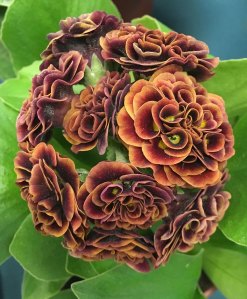 Tightly packed double rosette auricula