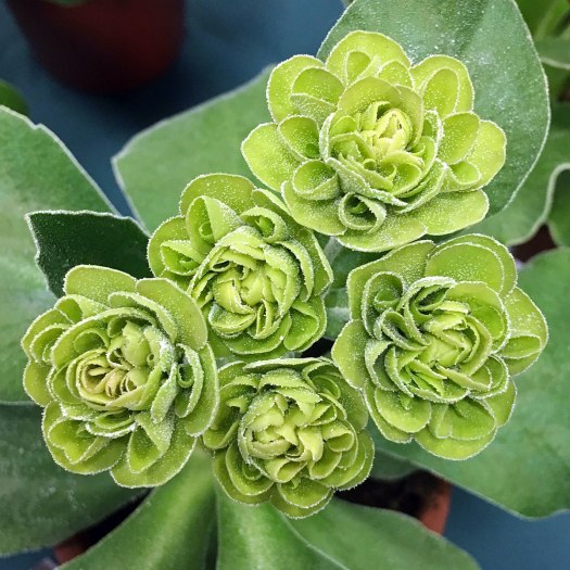 Double green flowers with scrolled petals