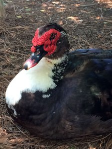 Black muscovy duck with red face and white chest