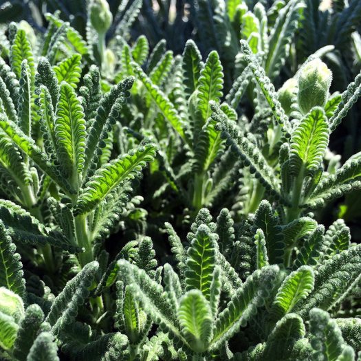 French lavender leaves in sunlight