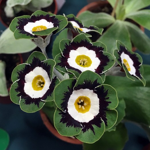 Flowers with yellow eye, white ring, black feathering and green edge