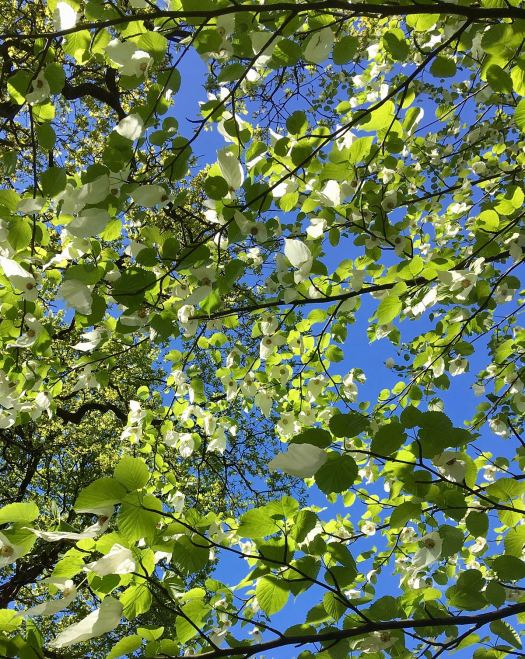 Handkerchief tree canopy (Davidia involucrata)