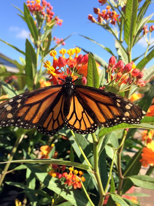 Monarch butterfly on a milkweed (Asclepias)