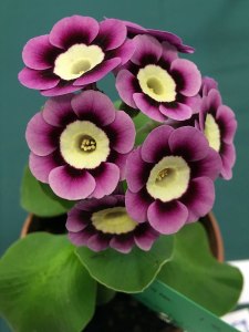Pink auricula with pale yellow centre