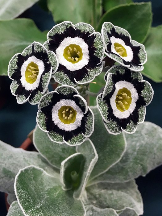 Neat cluster of grey edged auricula flowers