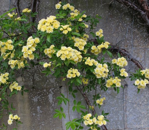 Arching stems of Rosa banksiae 'Lutea' - the yellow Lady Banks' Rose