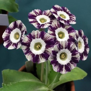 Auricula with farina and purple stripes