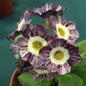 Striped purple and white auricula with farina
