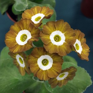 Streaked brown and gold auricula