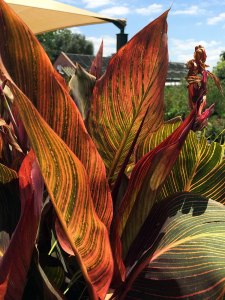 Striped canna leaves in sunlight
