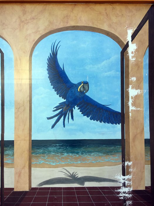 Blue parrot and its shadow seen through an arch | Key West street art