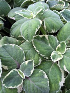 Variegated Cuban oregano leaves