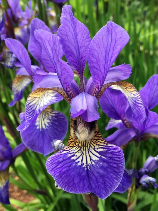 Blue iris with bee