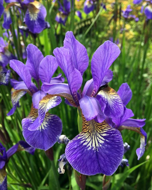 Blue irises