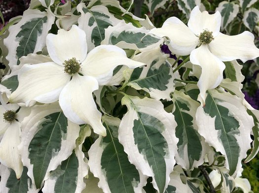 Cornus kousa 'Tri Splendor' (variegated dogwood)