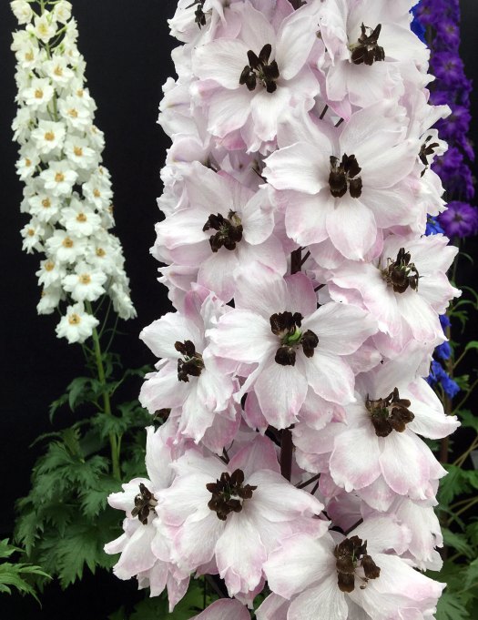 Pale pink Delphinium 'Darling Sue'