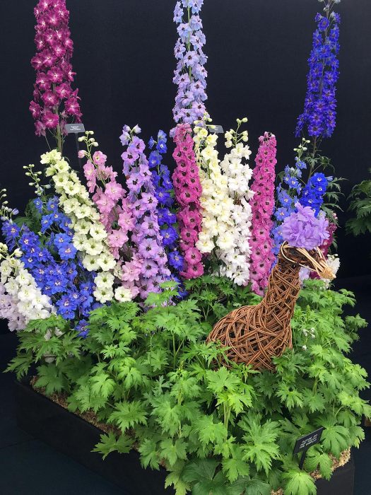 Wicker peacock with tail made from pink, blue and cream delphiniums