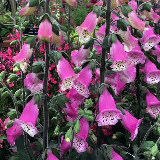 Digitalis 'William Pink'